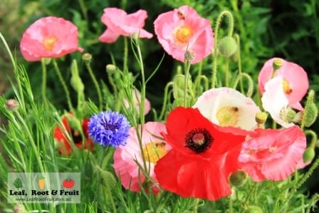 A cluster of poppies and cornflower