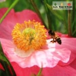Bee hovering over a pink poppy