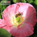 Bee on a pink poppy