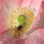 Bee on a pink poppy wide shot