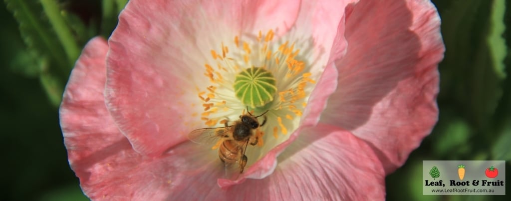 Bee on a pink poppy wide shot