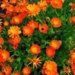 Calendula is great for attracting pollinators