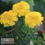 Companion planting and marigolds