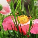 Pink poppies with leaves and bees