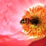 Bee on a pink poppy
