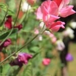 Sweet Peas are great for encouraging pollinators such as bees in spring