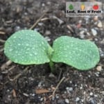 The pumpkins have germinated and are at the two leaf stage