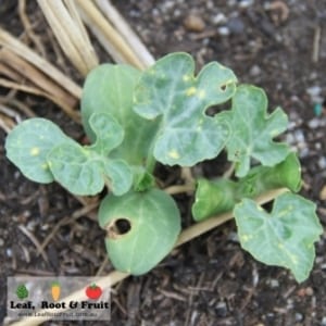 The watermelon "moon and stars" are at the four leaf stage