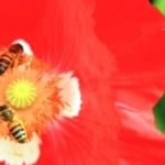 Three bees at a red poppy