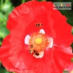 Two bees hovering over a red poppy