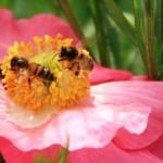 Two bees on a pink poppy