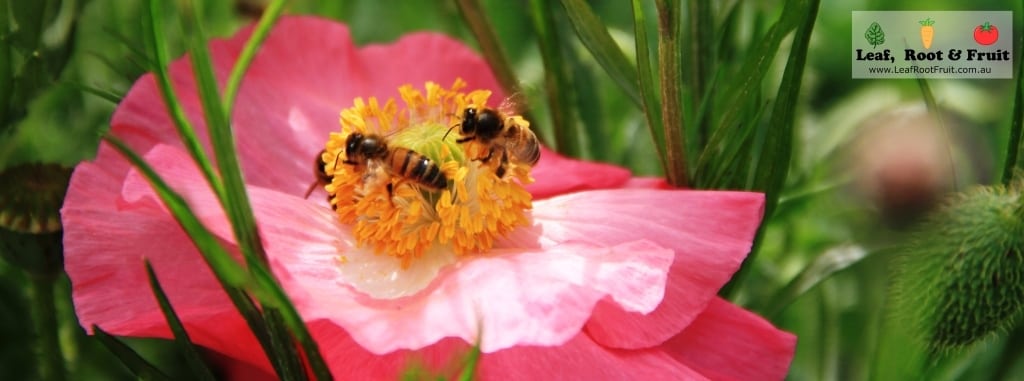 Two bees on a pink poppy