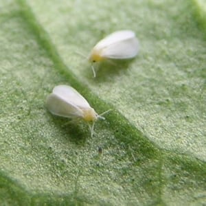 Whitefly are very prevalent in Melbourne gardens during spring.