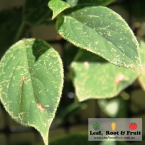 leaf showing signs of damage caused by whitefly