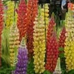 Russell lupins look fantastic planted en masse