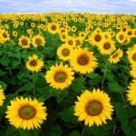 Sunflowers are a great plant for teaching kids about gardening and the importance of pollinators