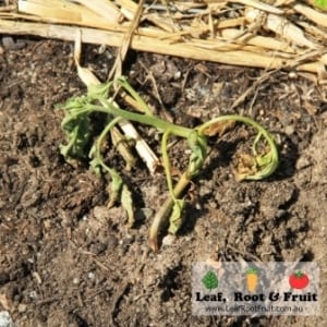 Disaster seems to have struck our strongest tree tomato seedling