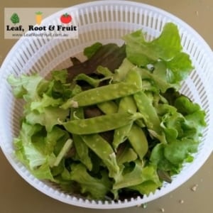 Our first snow pea harvest off the giant edible trellis.