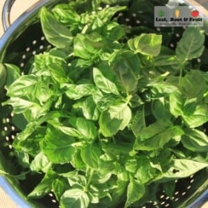 Basil harvested and ready for washing prior being made into basil pesto