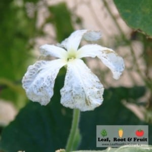 New Guinea Bean white flower how to grow in Melbourne