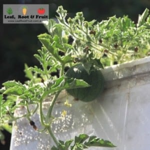 Our first sugarbaby watermelon is set and is the size of a fist.