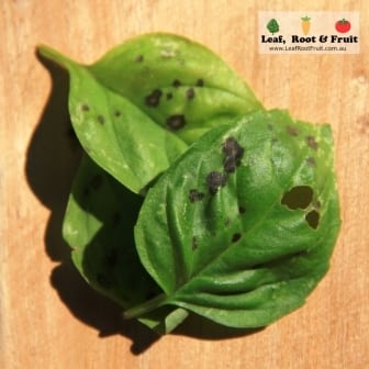 Basil leaf with fungus