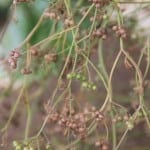 Coriander seed is ready for collecting