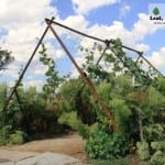 Giant Edible Trellis Week 22