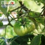 The giant tree tomato has fruit set on it