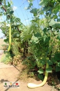 The tromboncino is getting very large and is turning brown