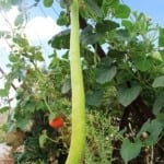 How to grow New Guinea Bean Melbourne