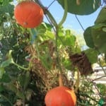 The Potimarron pumpkins are slowly turning red