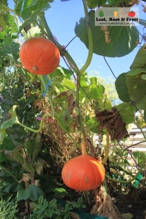 The Potimarron pumpkins are slowly turning red