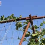 The new guinea bean won the race to the top of the trellis