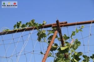 The new guinea bean won the race to the top of the trellis