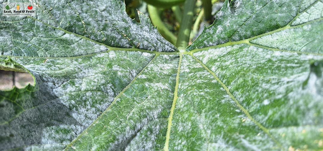 How to Treat Powdery Mildew - Leaf, Root & Fruit Gardening Services