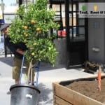 CH James Edible Courtyard Garden