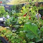 Melbourne International Flower and Garden Show 2015