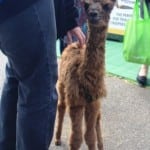 Melbourne International Flower and Garden Show 2015