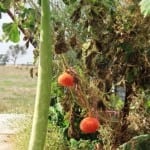 Giant Edible Trellis Week 26