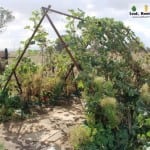 Giant Edible Trellis Week 26