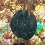 Giant Edible Trellis Week 26