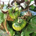 Giant Edible Trellis Week 26