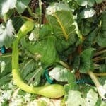 Giant Edible Trellis Week 26