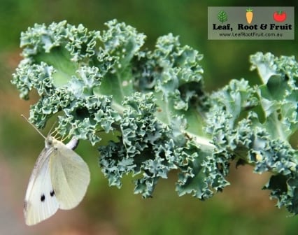 Autumn planting melbourne white cabbage moth