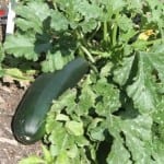 The Patch. Royal Tasmanian Botanical Gardens. Tasmanian Community Food Garden.