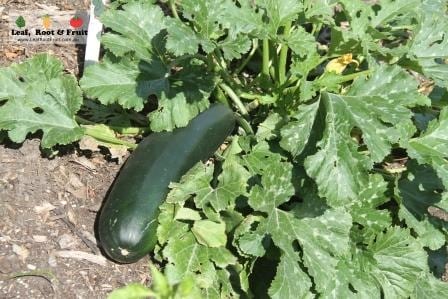 The Patch. Royal Tasmanian Botanical Gardens. Tasmanian Community Food Garden.