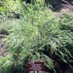 The Patch. Royal Tasmanian Botanical Gardens. Tasmanian Community Food Garden.