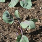 The Patch. Royal Tasmanian Botanical Gardens. Tasmanian Community Food Garden.