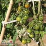 The Patch. Royal Tasmanian Botanical Gardens. Tasmanian Community Food Garden.